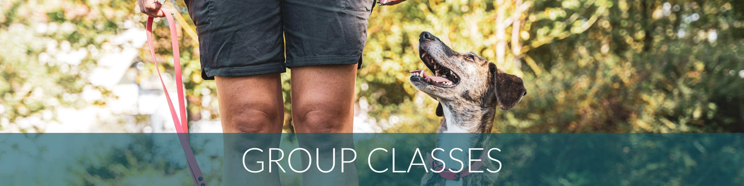 Dog Training Group Classes