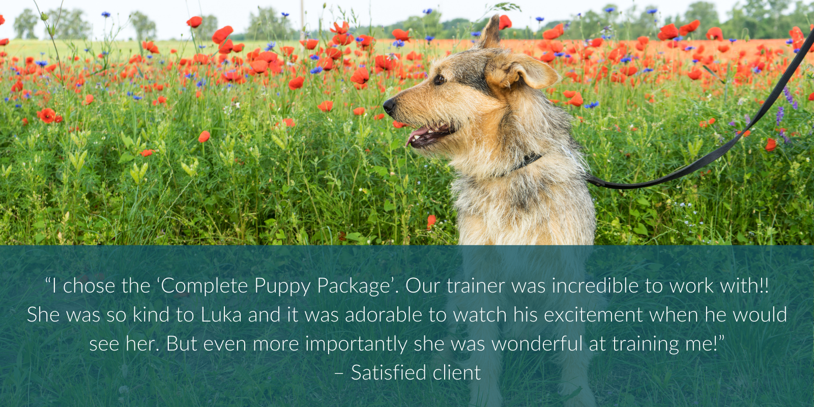 “I chose the ‘Complete Puppy Package’. Our trainer was incredible to work with!! She was so kind to Luka and it was adorable to watch his excitement when he would see her. But even more importantly she was wonderful at training me!”