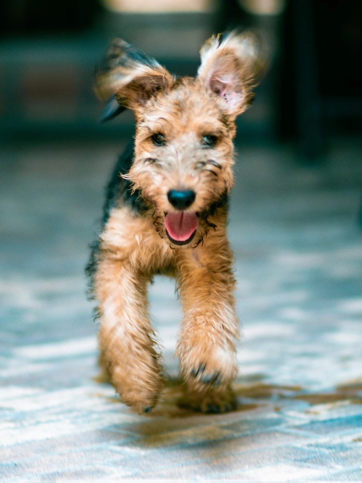 Dog Day Training Camp — Portland Oregon — Noble Woof Dog Training