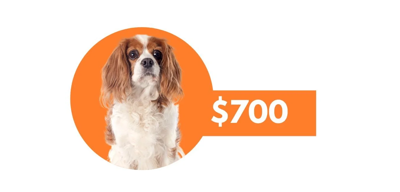 InHome Dog Training Portland Oregon — Noble Woof Dog Training Portland