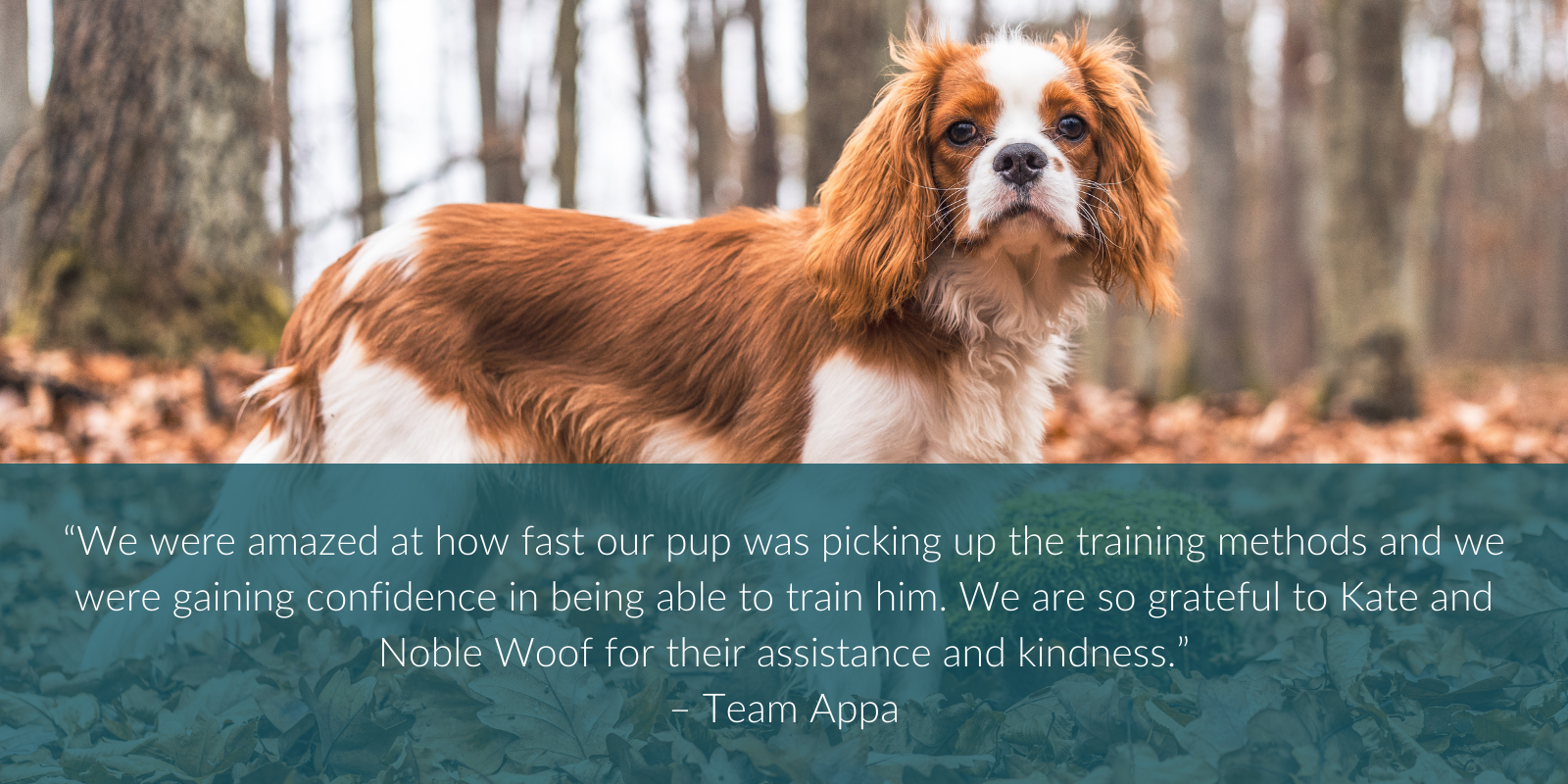 “We were amazed at how fast our pup was picking up the training methods and we were gaining confidence in being able to train him. We are so grateful to Kate and Noble Woof for their assistance and kindness.” – Team Appa