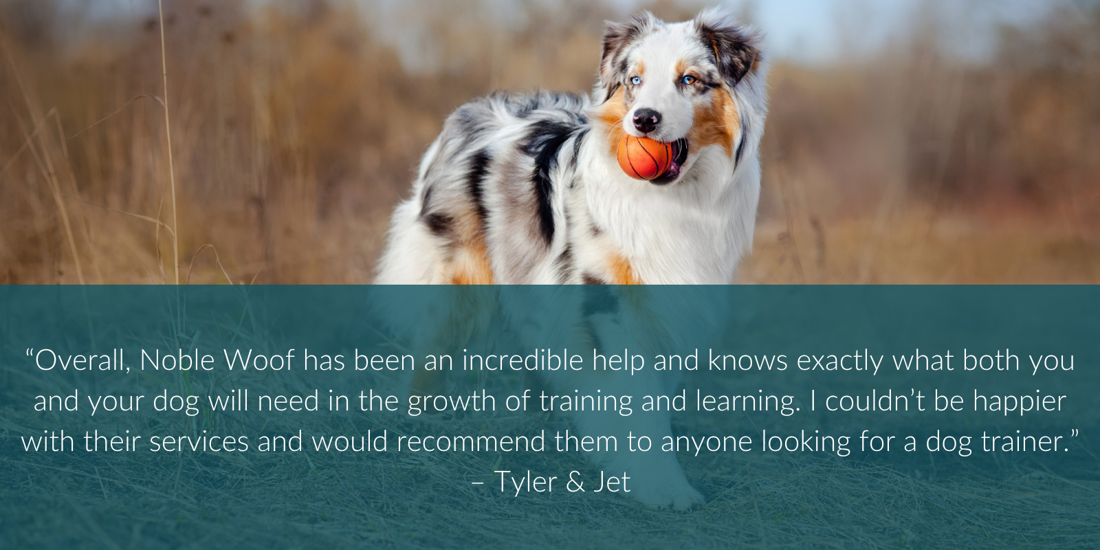 Overall, Noble Woof has been an incredible help and knows exactly what both you and your dog will need in the growth of training and learning. I couldn't be happier with their services and would recommend them to anyone looking for a dog trainer.