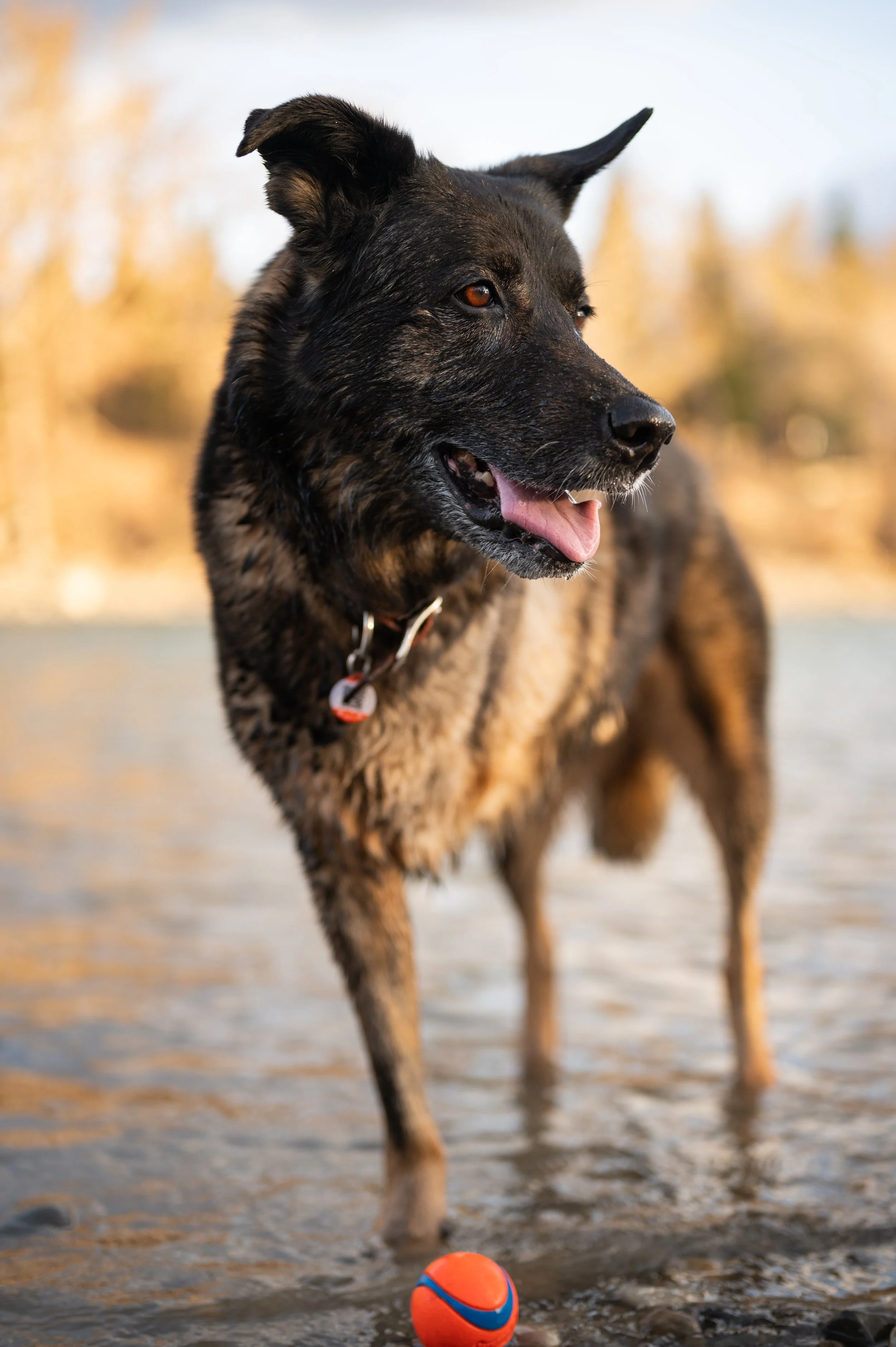 Positive Reinforcement Dog Training Portland