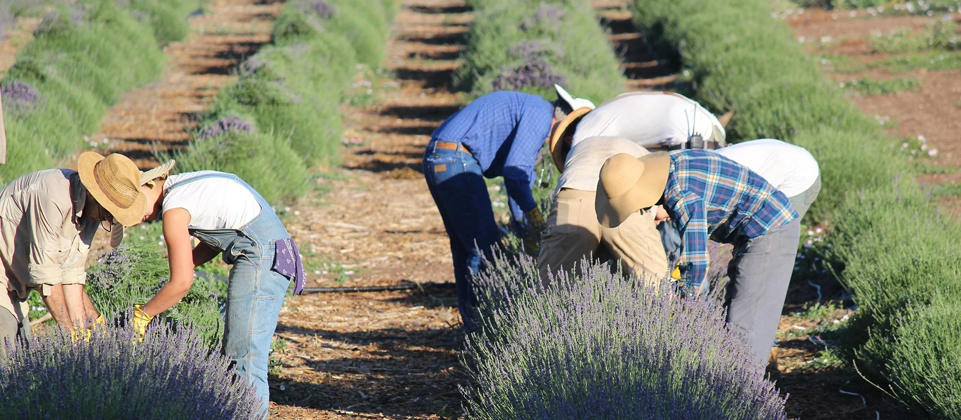 Lavender_Harvest_2014_volunteers_2048x2048.jpg