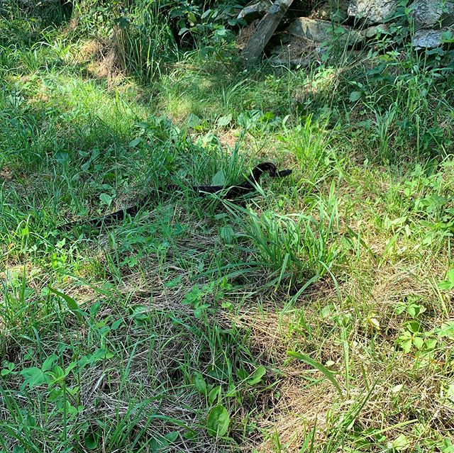 Oh Yes!  Welcome to the northern most point of the Blue Ridge Parkway - Humpback Rocks. Look at what greeted us, a Black Phase Timber Rattlesnake. 3.5&rsquo; Awesome!  Only hikers at top and it was beautiful! Capped off week of adventures with ice cr