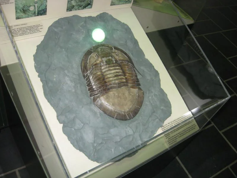 Isotelus maximus