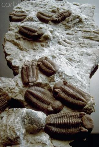 Phacops rana milleri