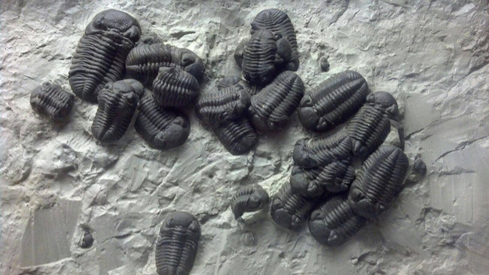 Phacops cast.