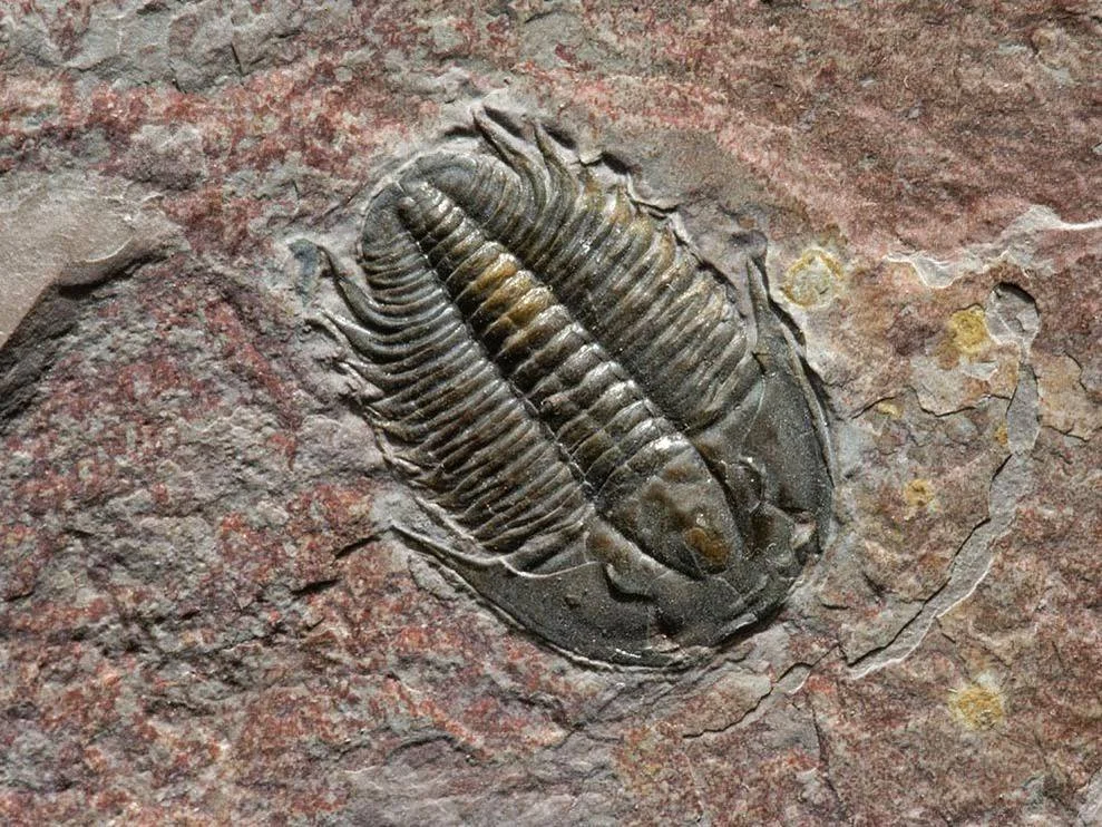 Modocia typicalis