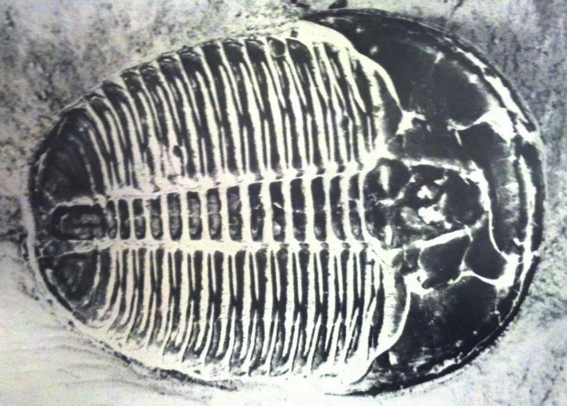 Elrathia kingii