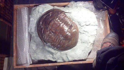 Isotelus maximus
