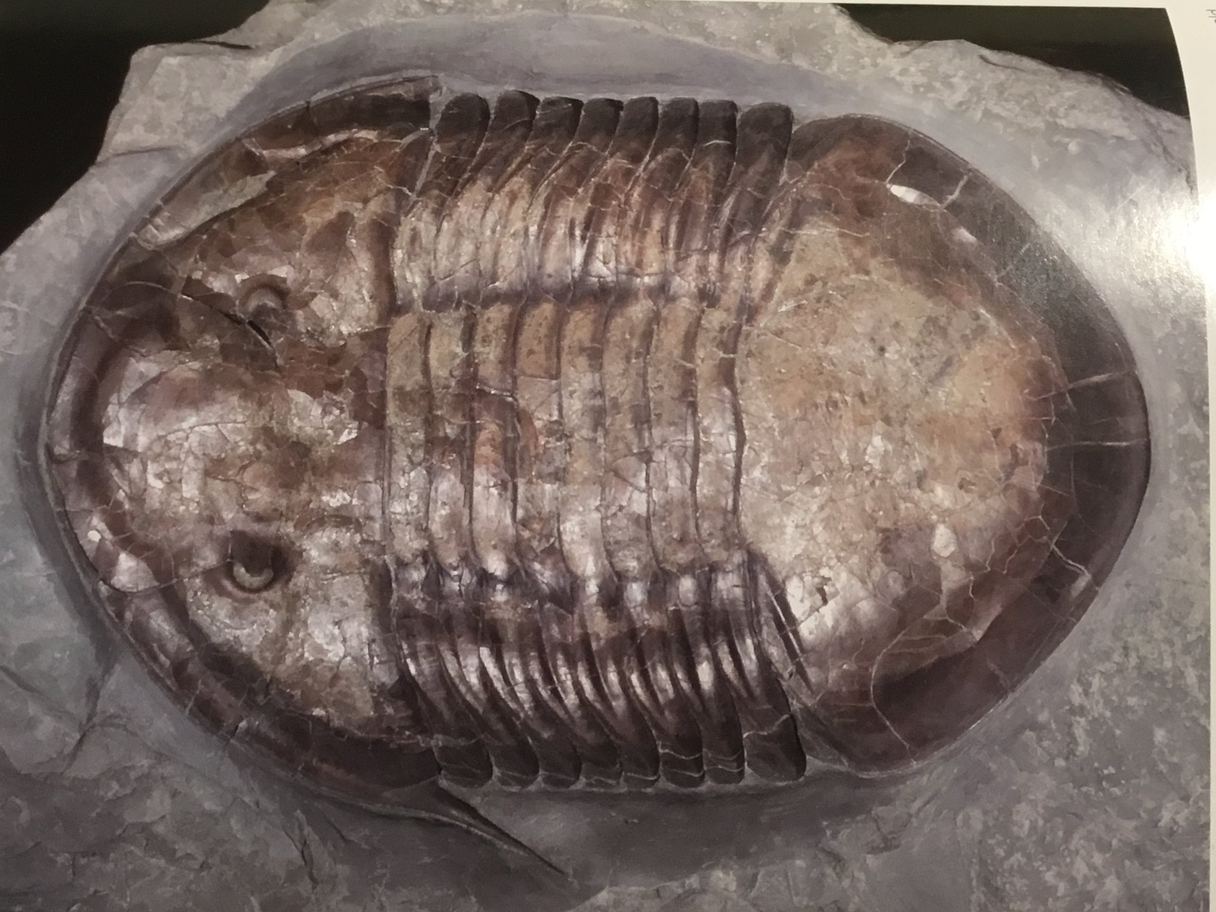 Isotelus maximus
