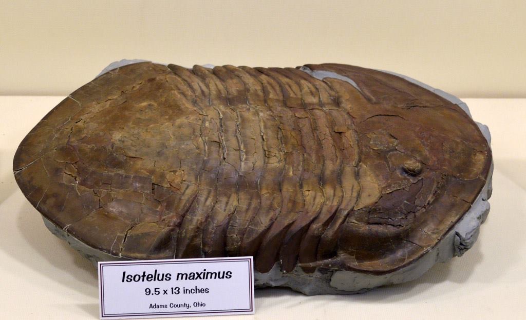Isotelus maximus