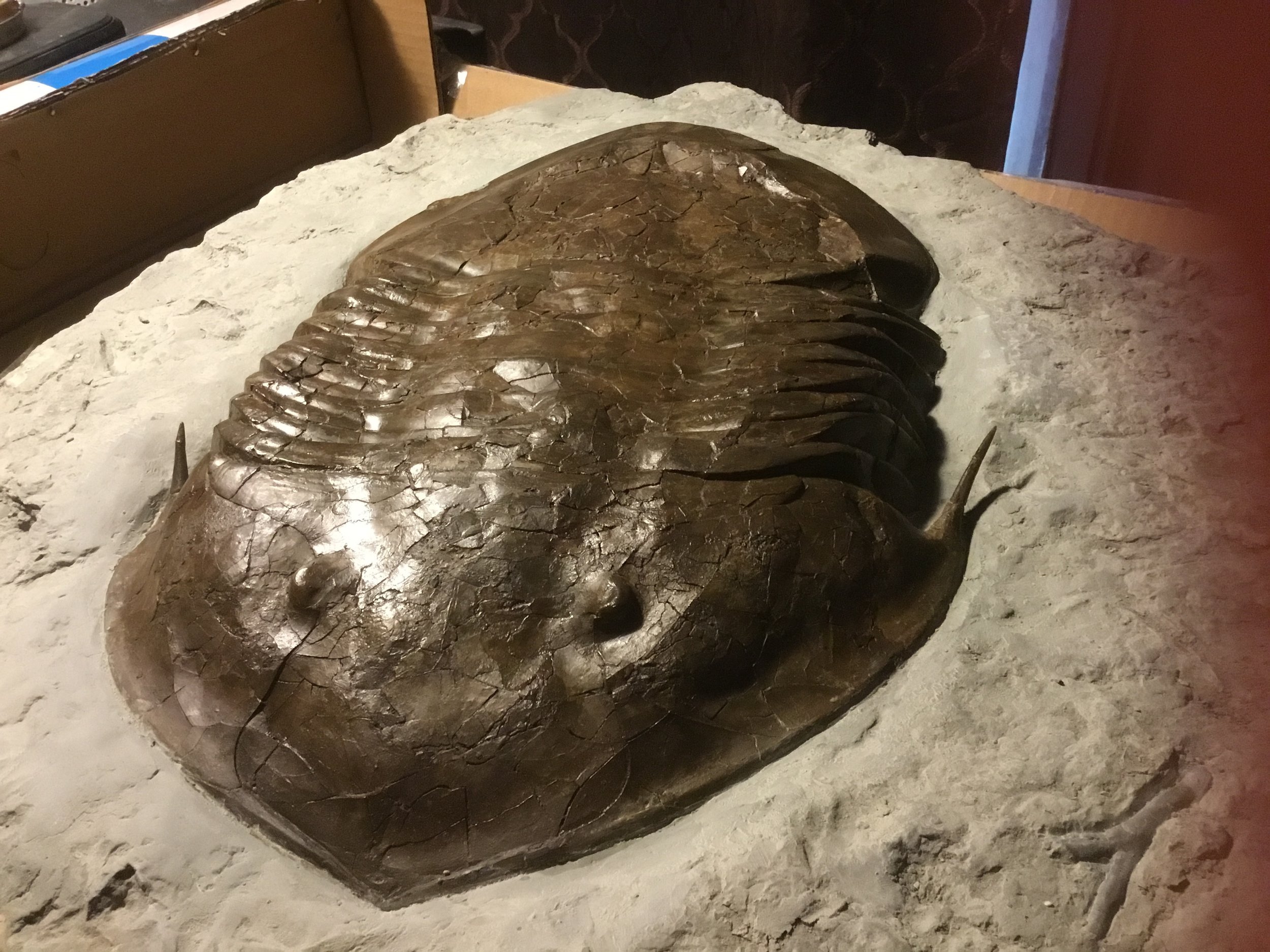 Isotelus maximus