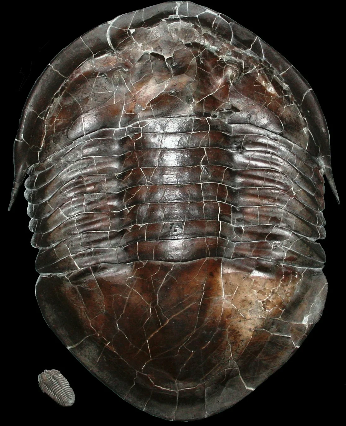 Isotelus maximus