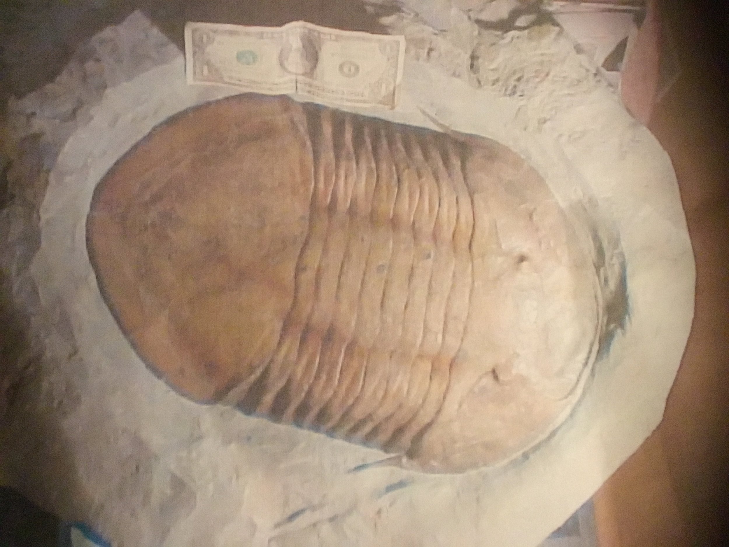 Isotelus maximus