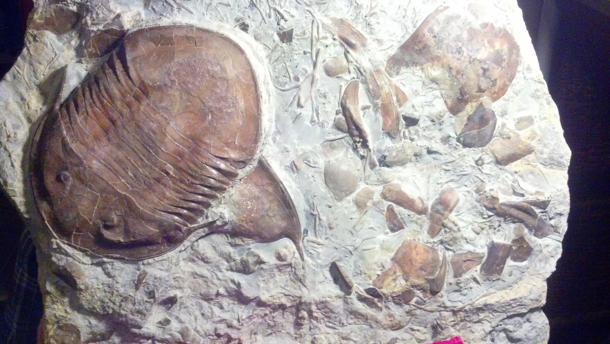 Isotelus maximus