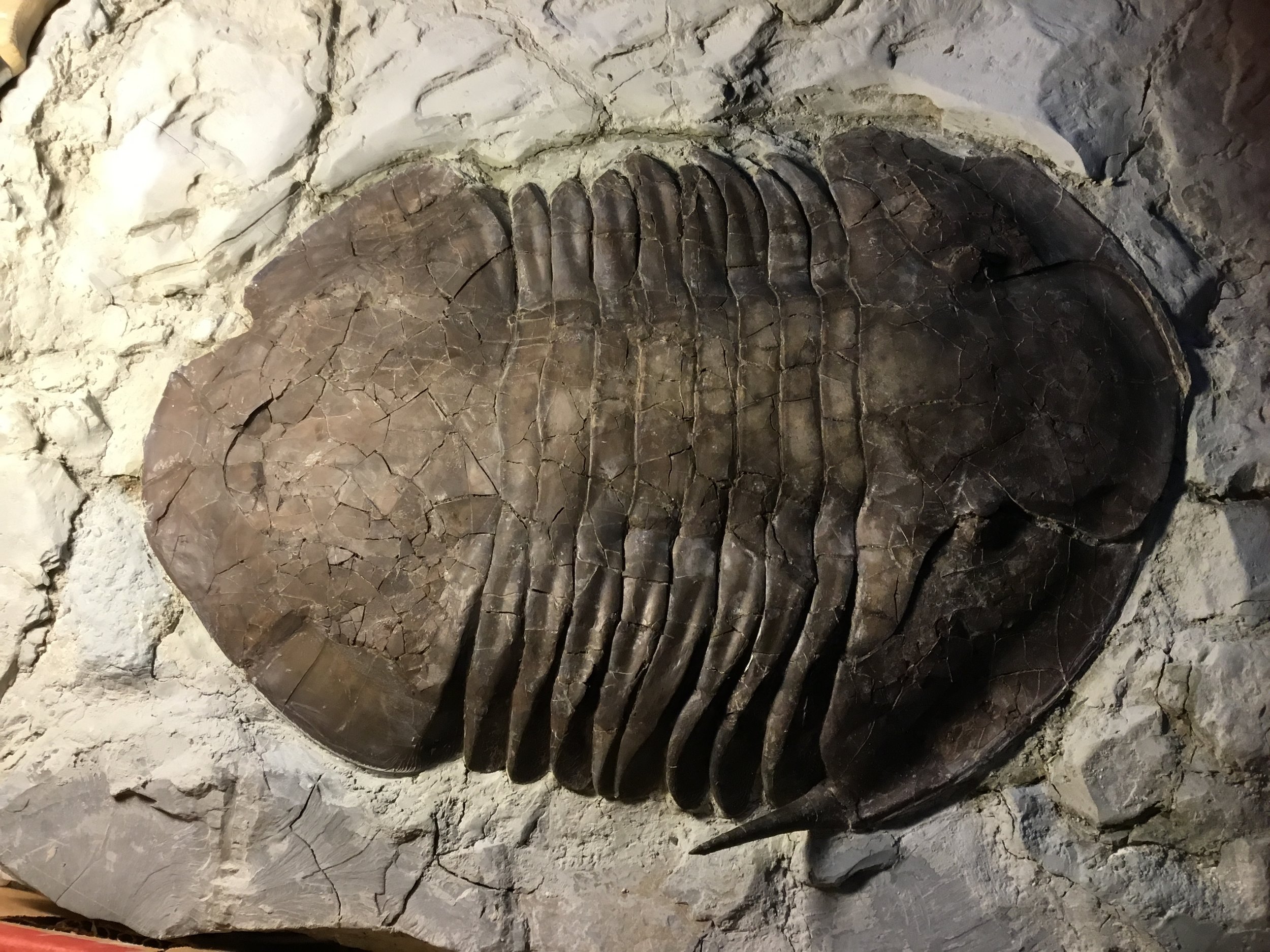 Predated Isotelus maximus