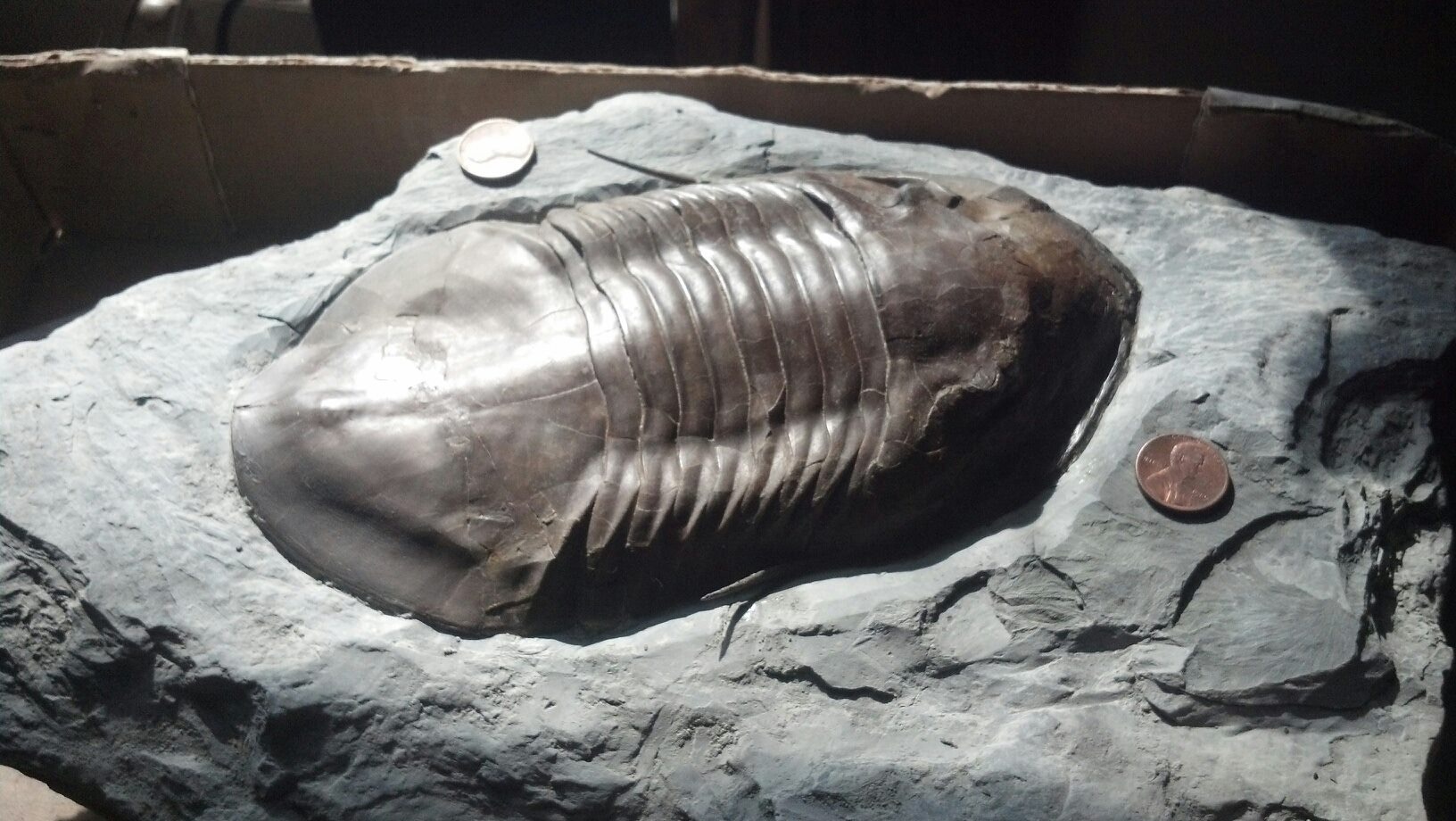 Isotelus maximus