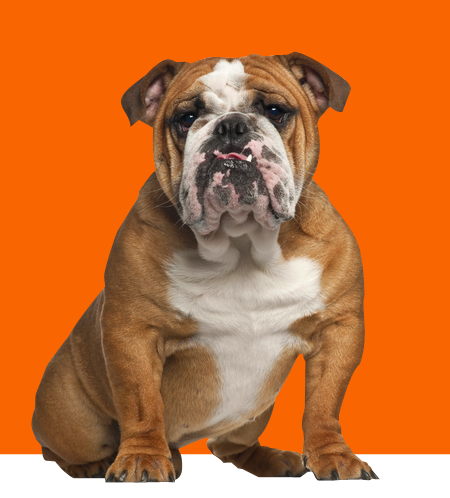 bulldog_on_orange-01.png