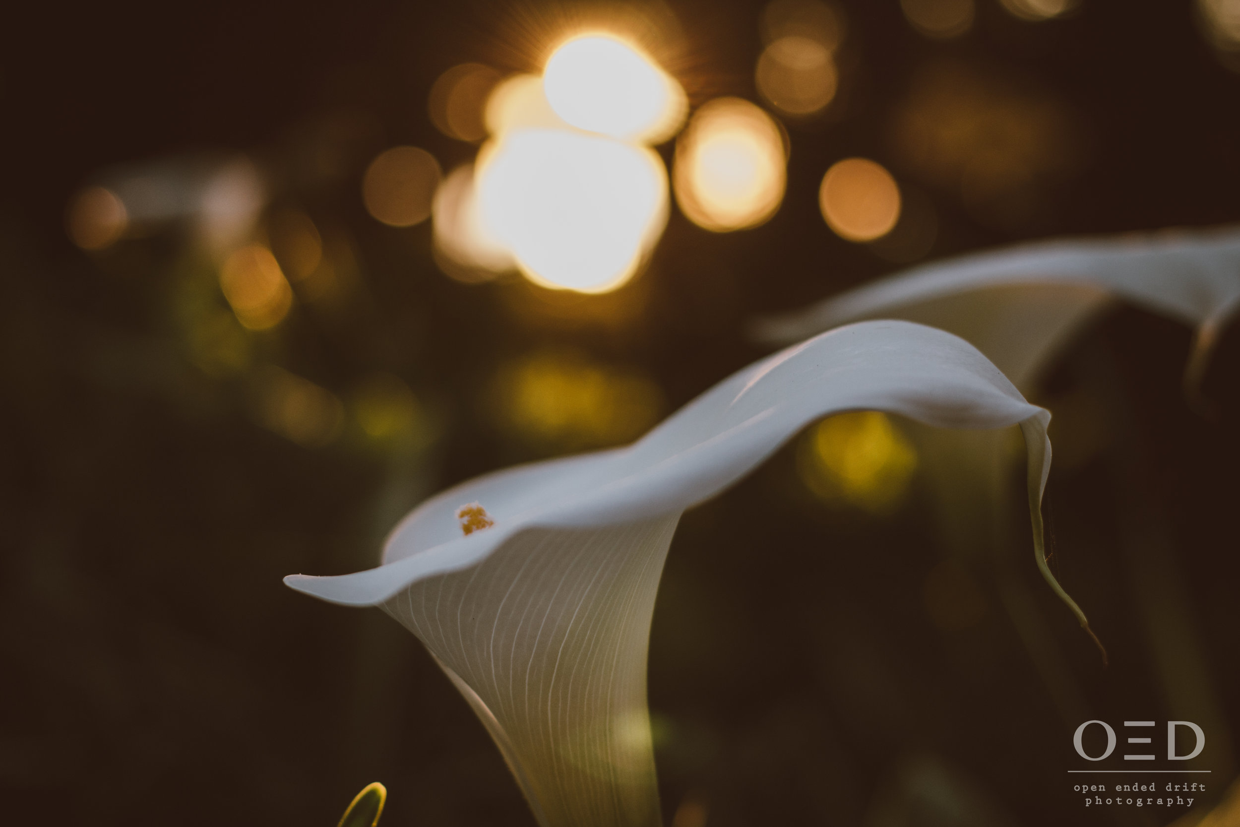 flora_2016_00002.jpg