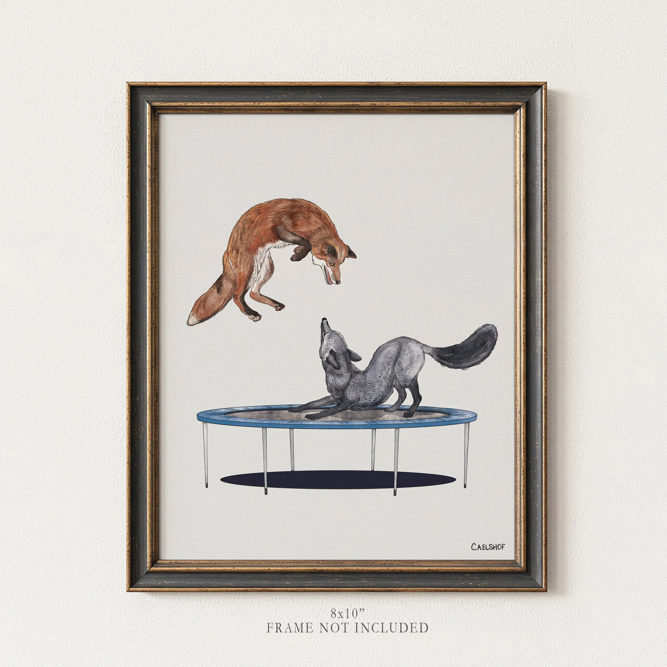 Foxes On Trampoline