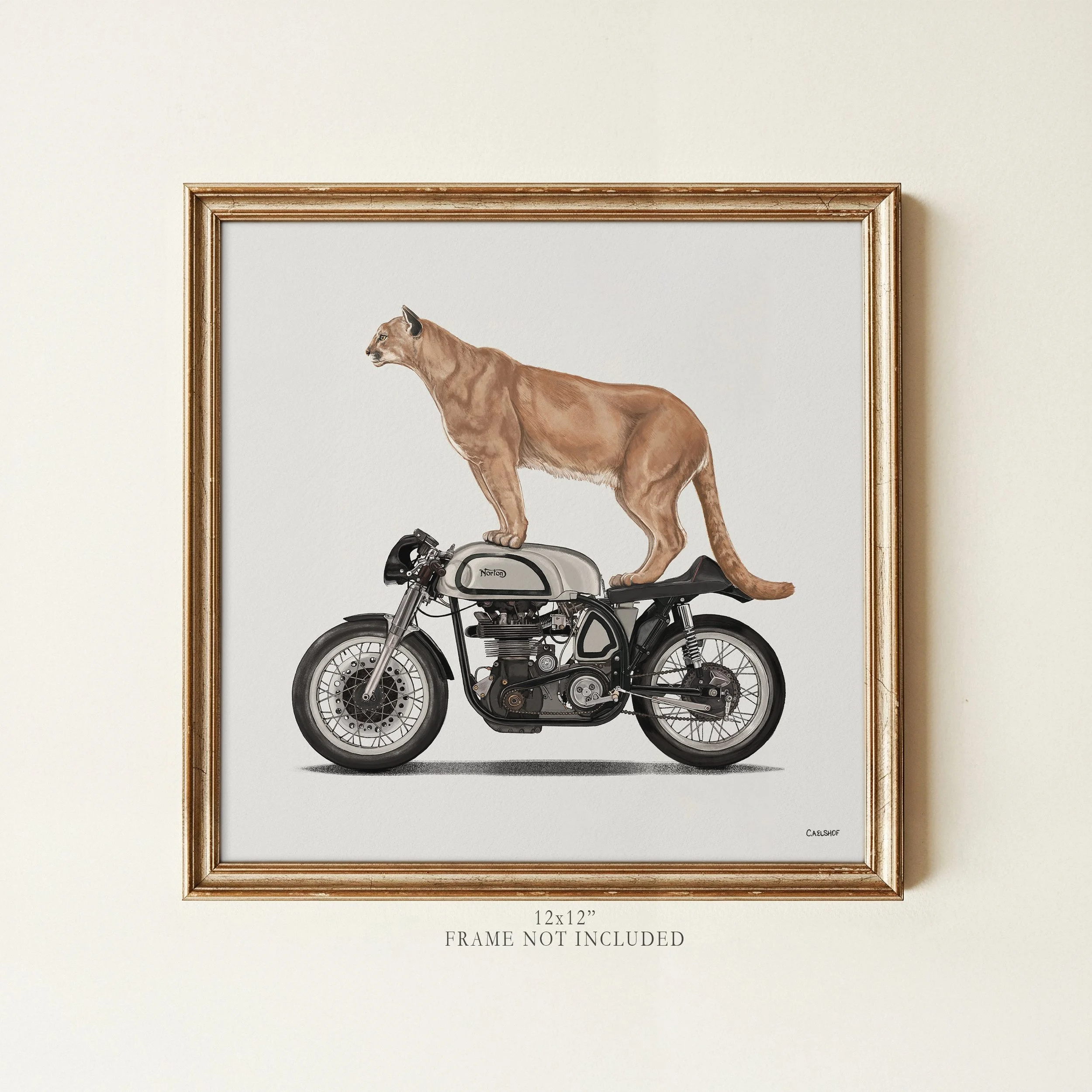 wildcat-on-norton-12x12-framed.jpg