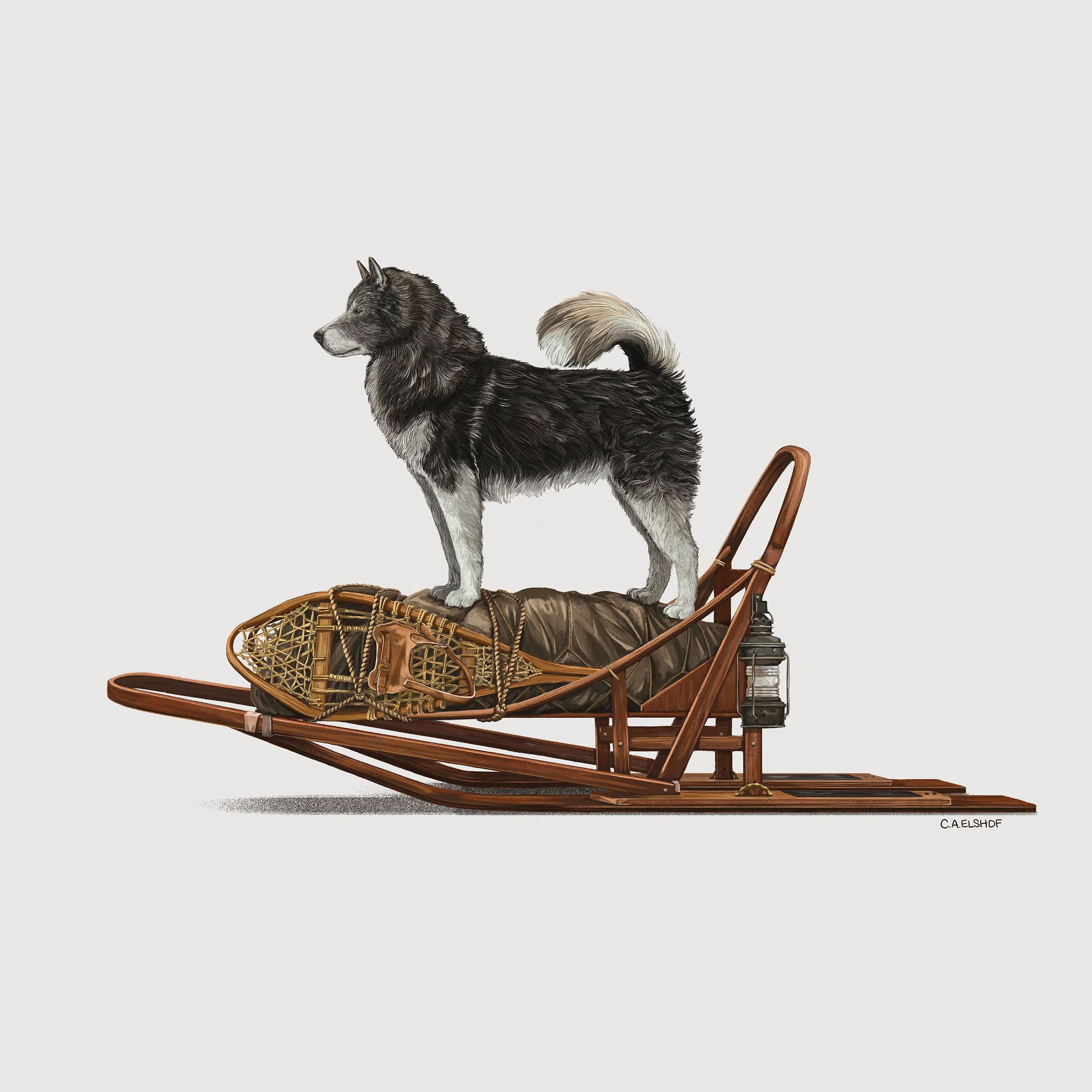 Dog On Dogsled, 2022. Digital Painting, 22.5x22.5 inches