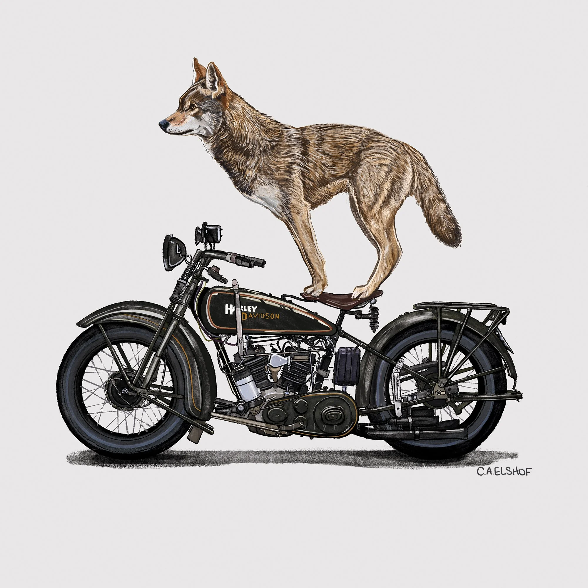 Red Wolf On Motorcycle, 2021. Digital Painting, 12x12 inches.