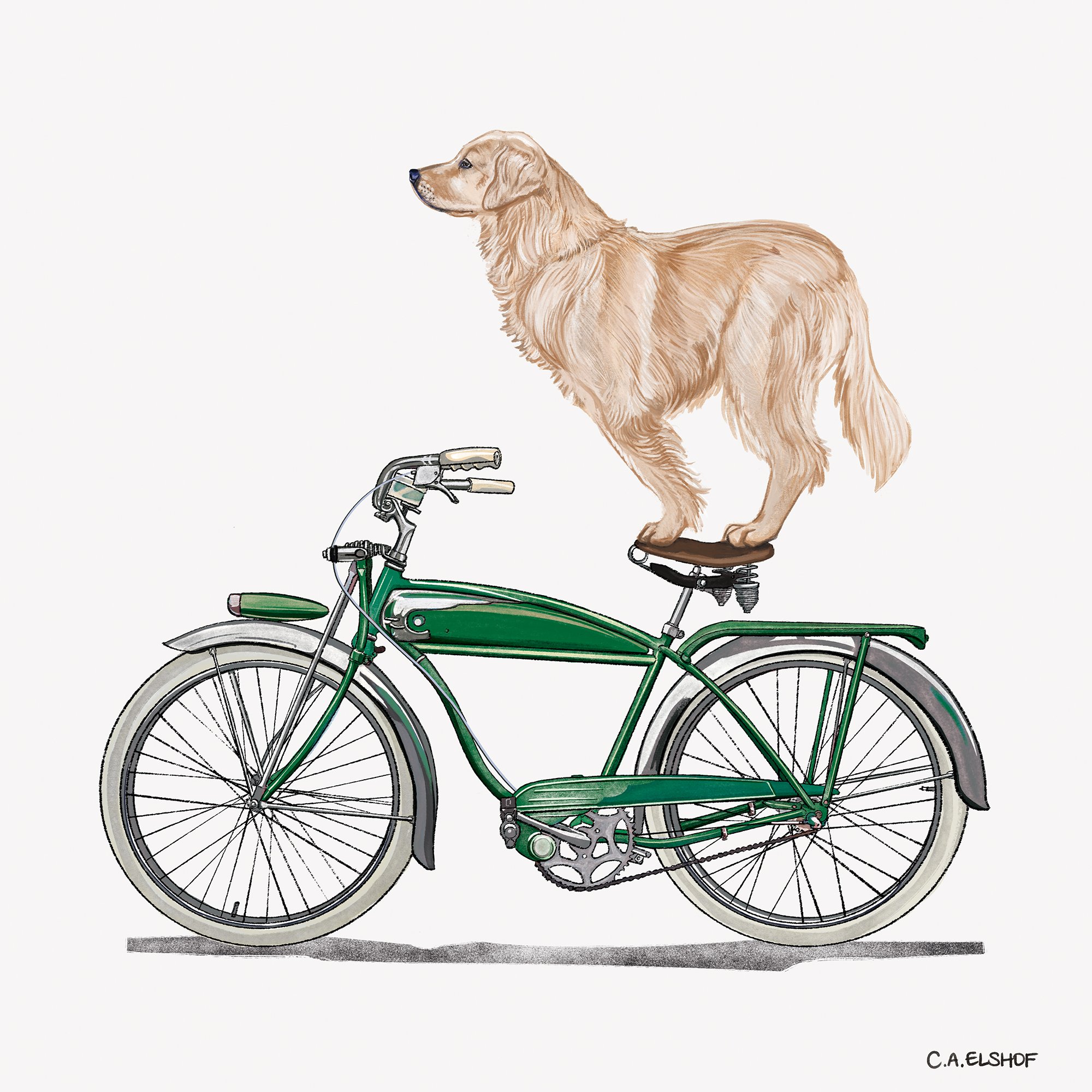 golden-retriever_on_bicycle_caelshof.jpg