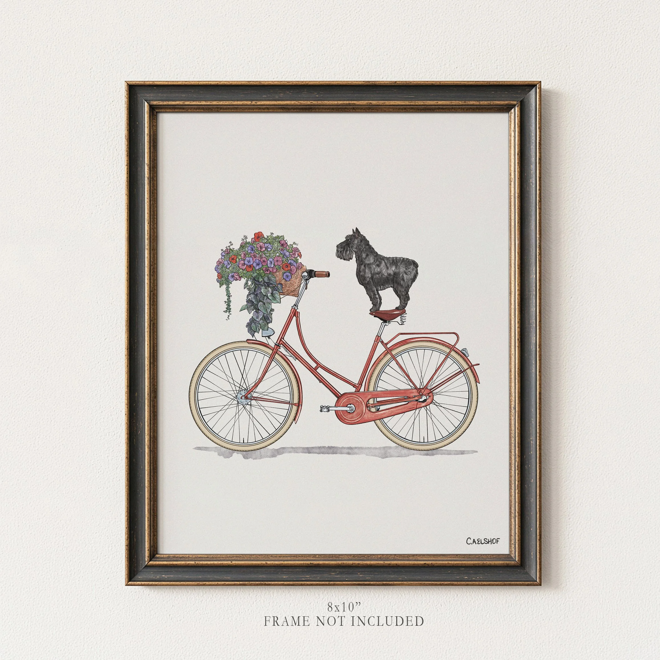 Miniature Schnauzer On Bicycle