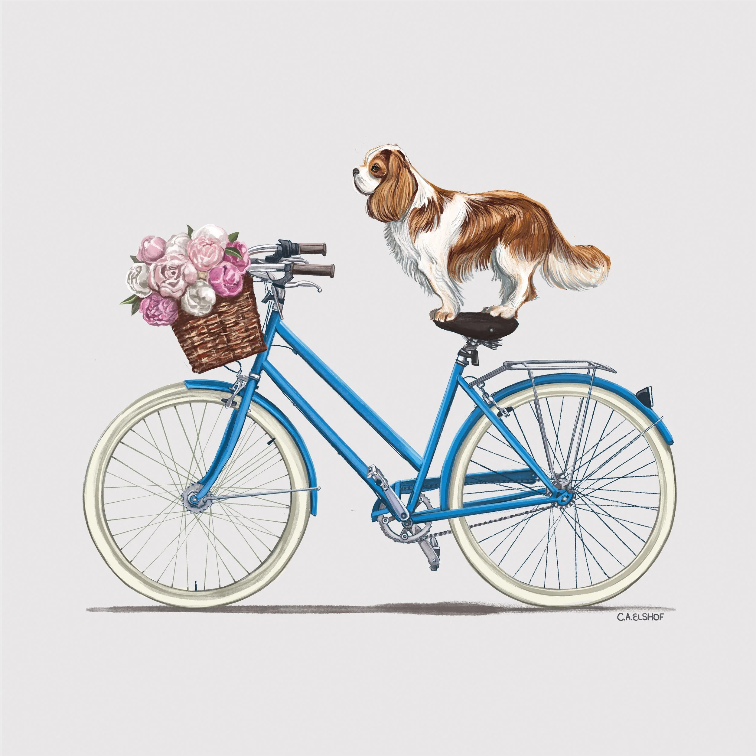 Cavalier King Charles Spaniel On Bicycle