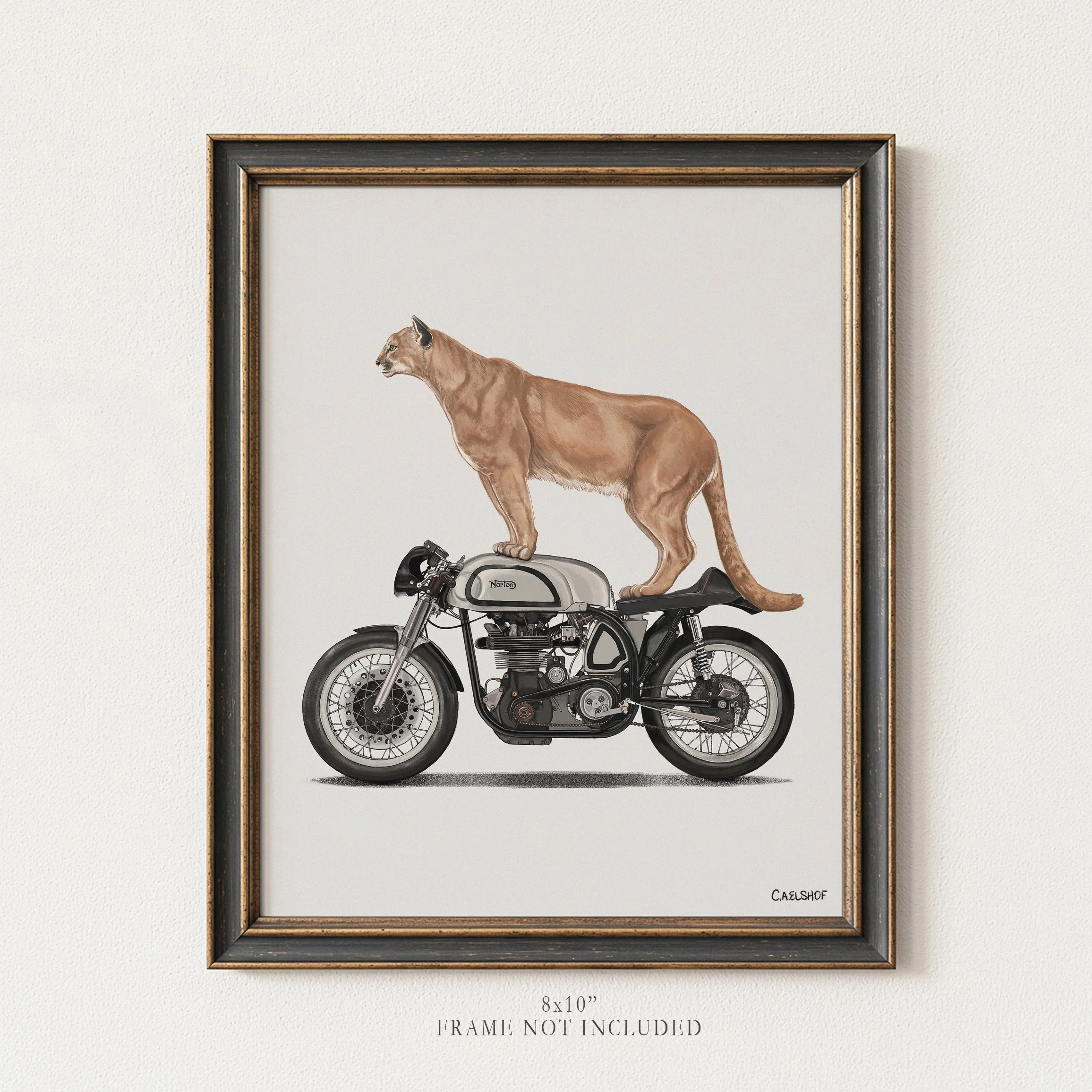 Wildcat On Motorcycle