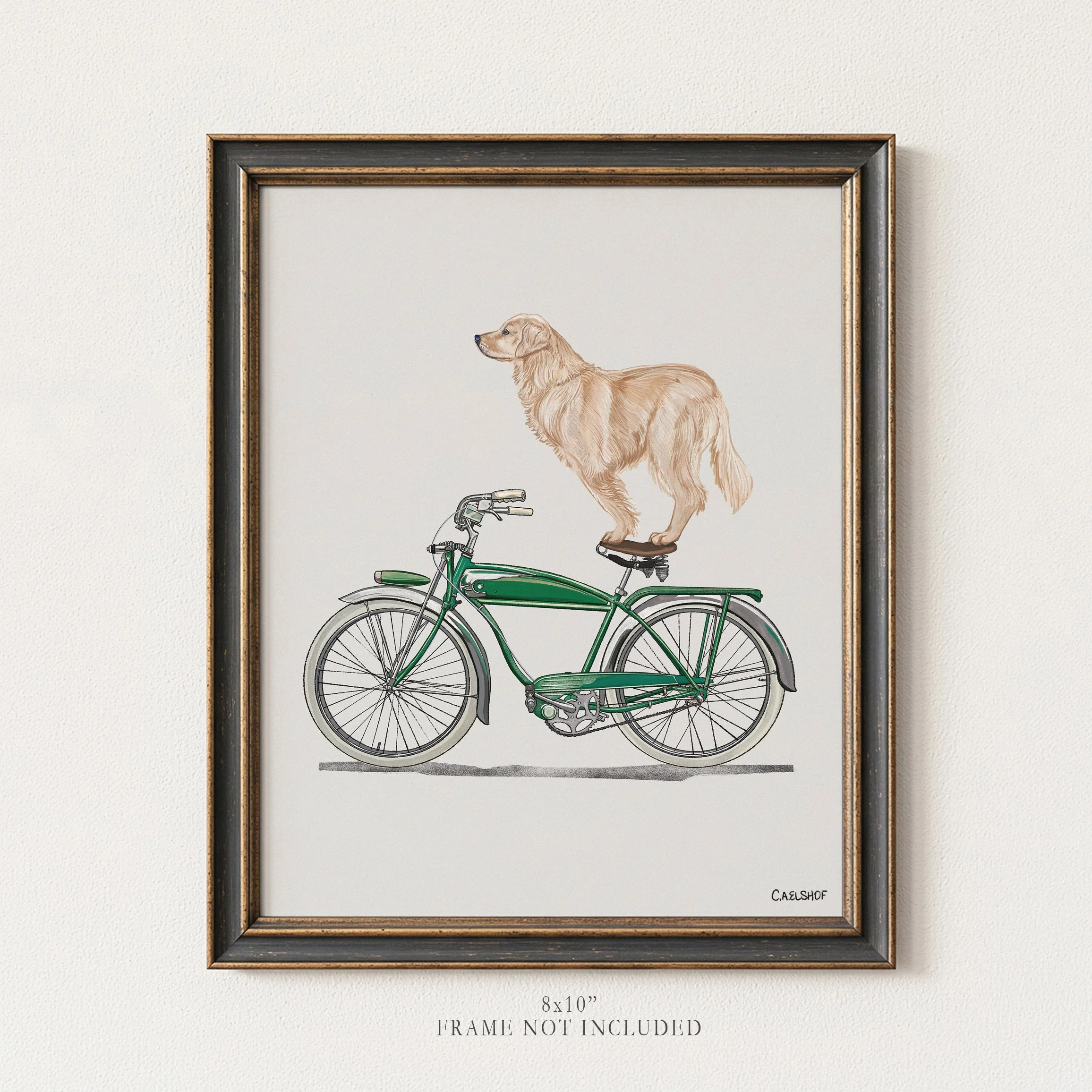 Golden Retriever On Bicycle