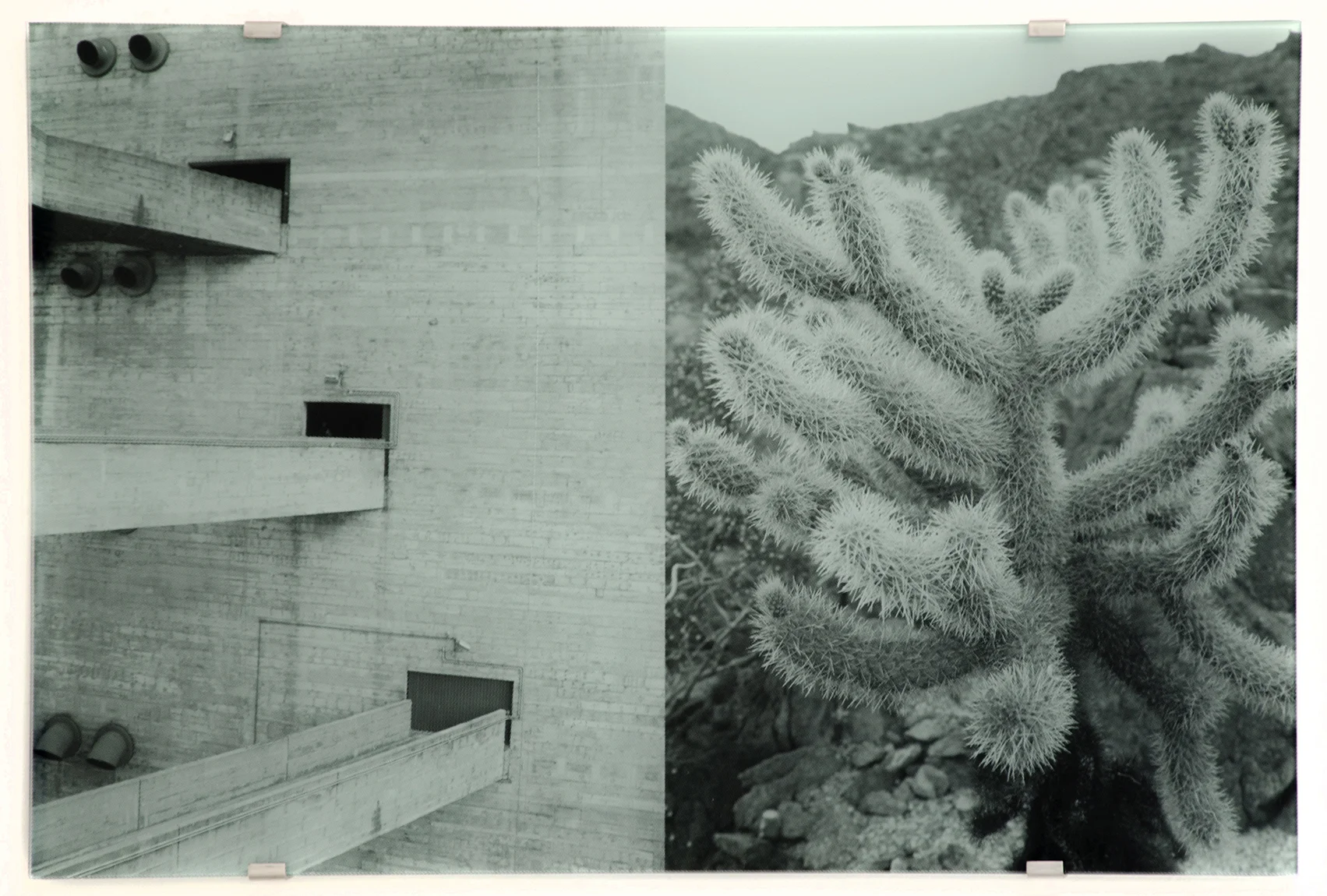 Sesc Pompéia, Cylindropuntia Fulgida , 2016 silkscreen on glass 27-1/2 x 41-3/8 inches, 70 x 105 cm Edition of 5
