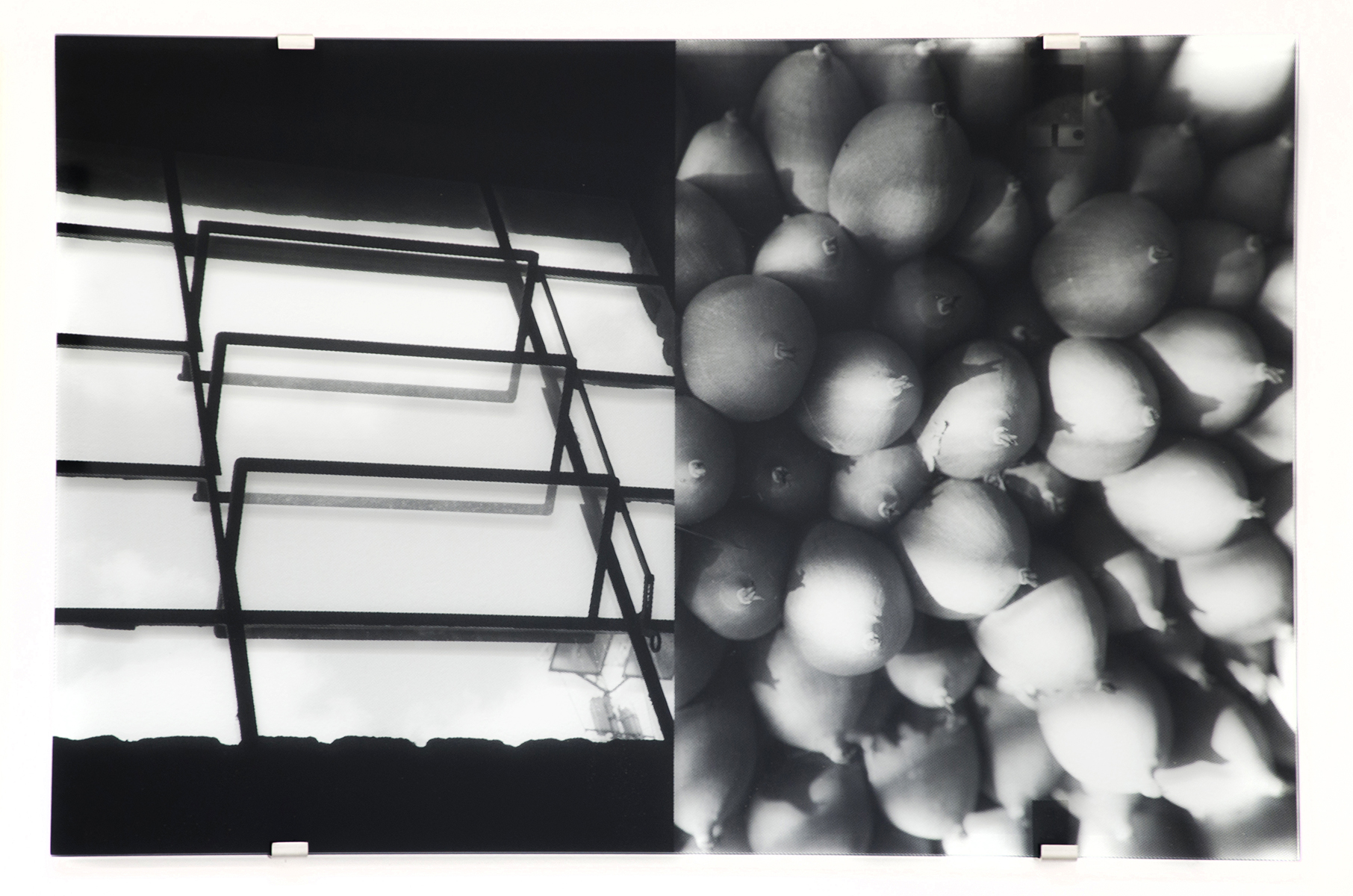 Sesc Pompéia, Ceiba Pentandra , 2016 transparent silkscreen on glass 27-1/2 x 41-3/8 inches, 70 x 105 cm Edition of 5