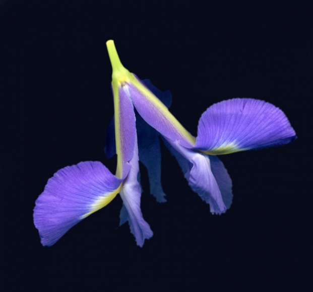 Dane Mitchell, Iris, Iris, Iris (study) , 2017, archival inkjet print, 19-3/4 x 19-3/4 inches, 50 x 50 cm