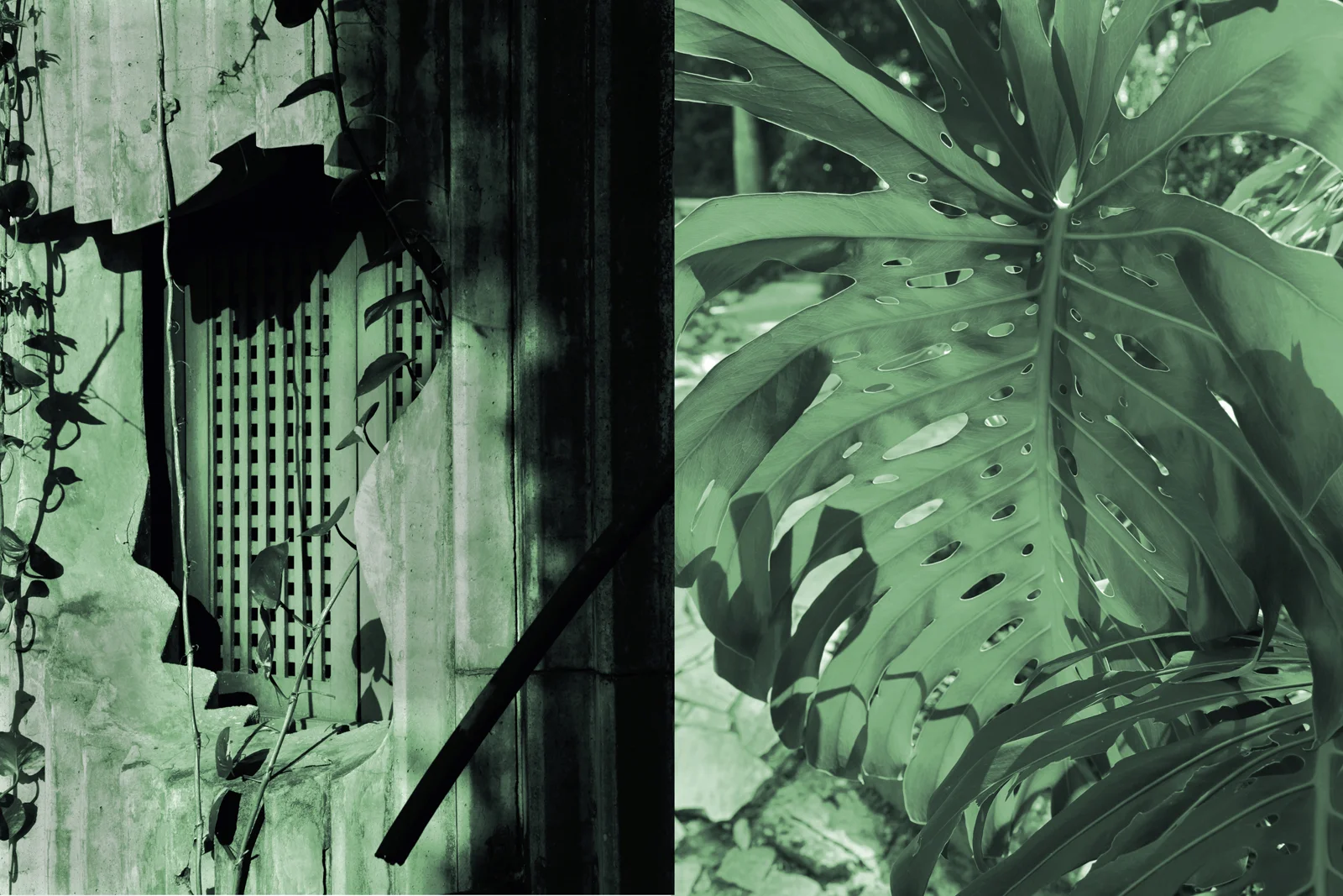 Ladeira da Misericórdia - Monstera Deliciosa_small.jpg