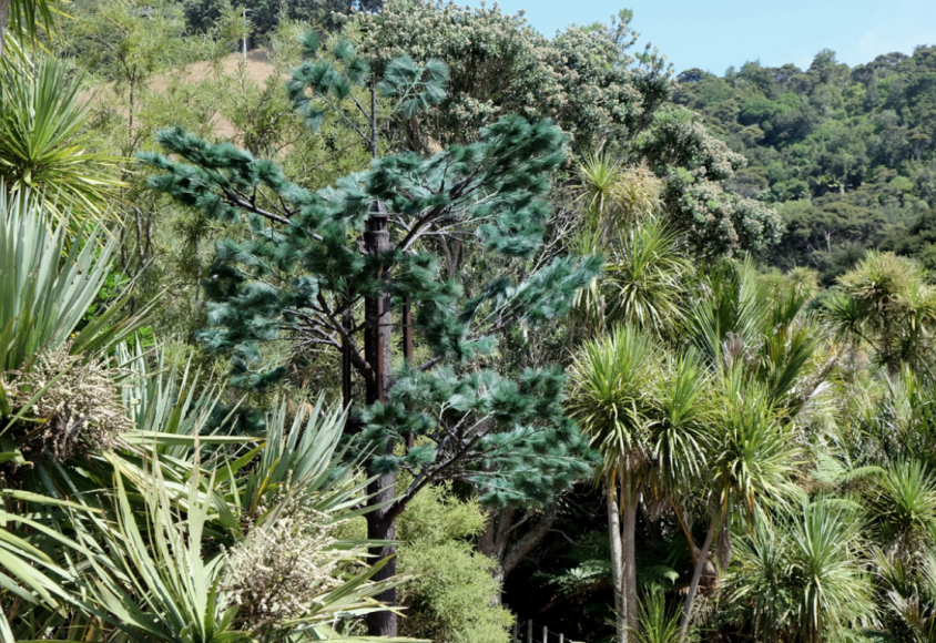 Dane Mitchell,&nbsp;Stealth Transmission Tower 1, 2017