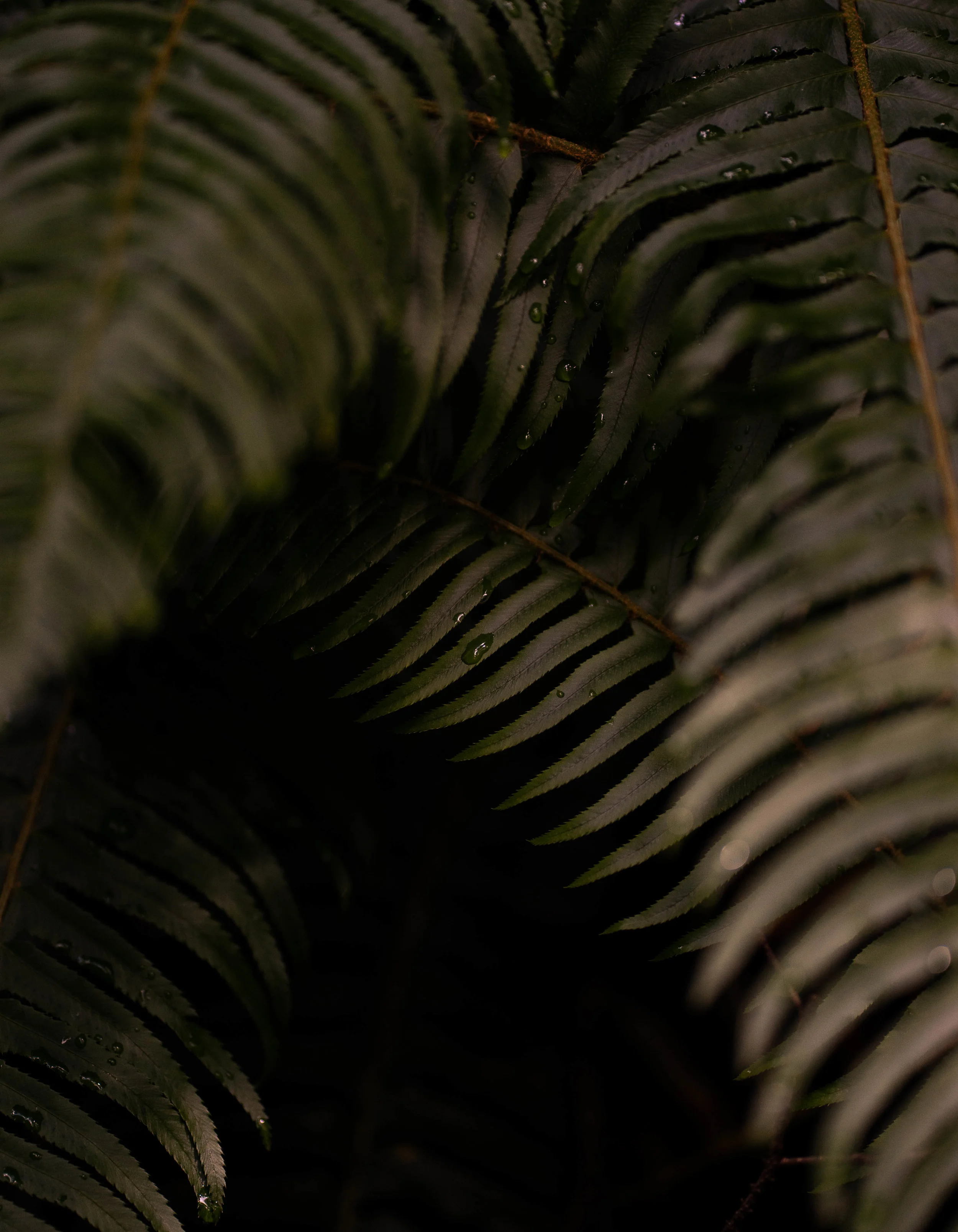 DSC08096.jpg