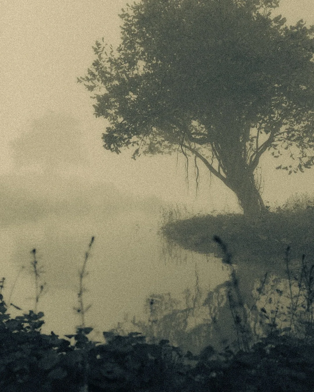 10.24.26

fog fog fog fog