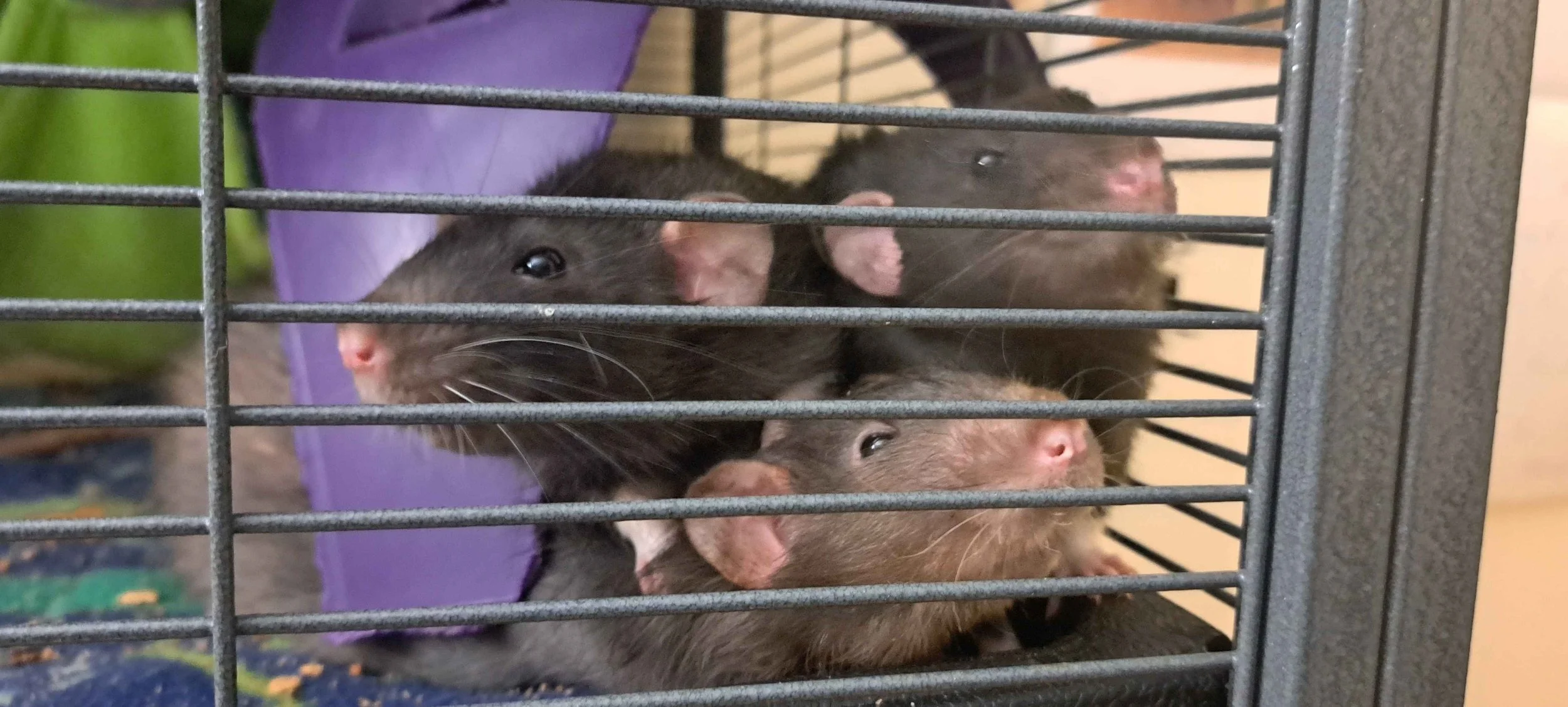 A photo of 3 of my rats.