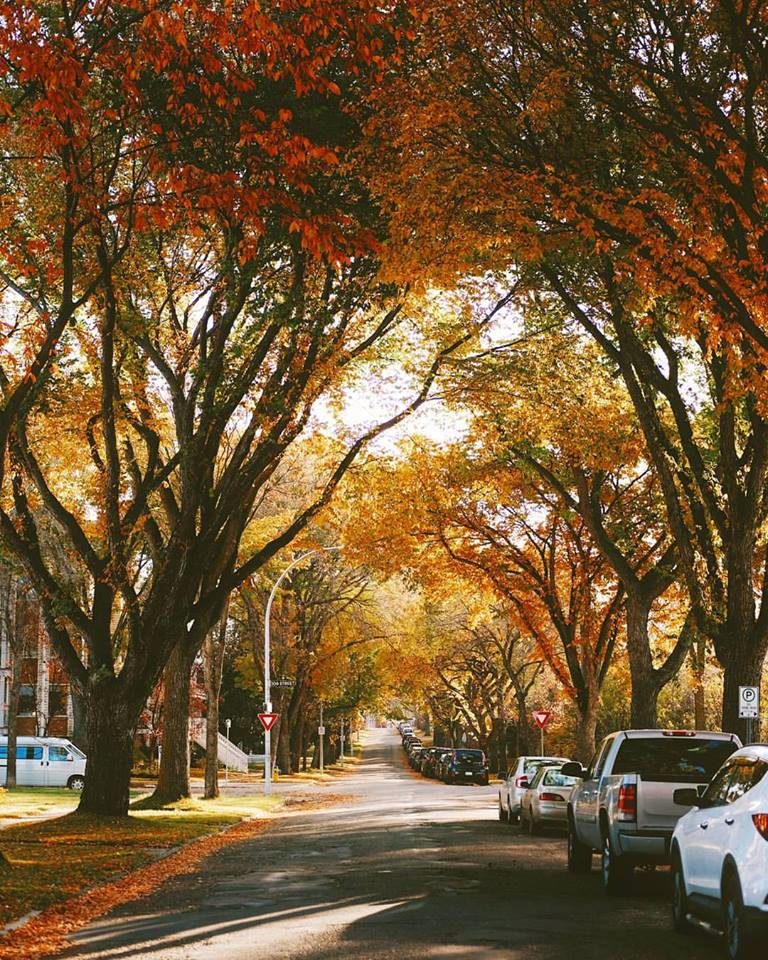 Whyte Ave - Tree lined view.jpg