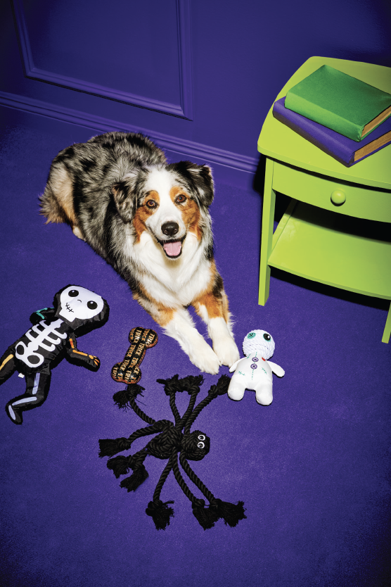 Halloween Dog Toys