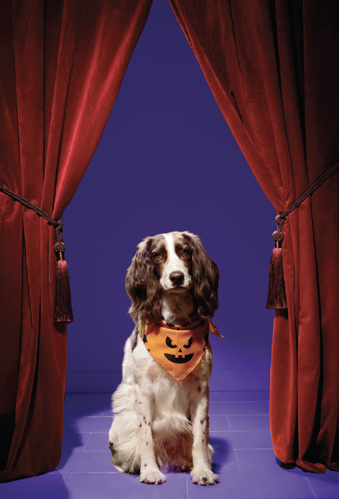 Halloween Grooming Services