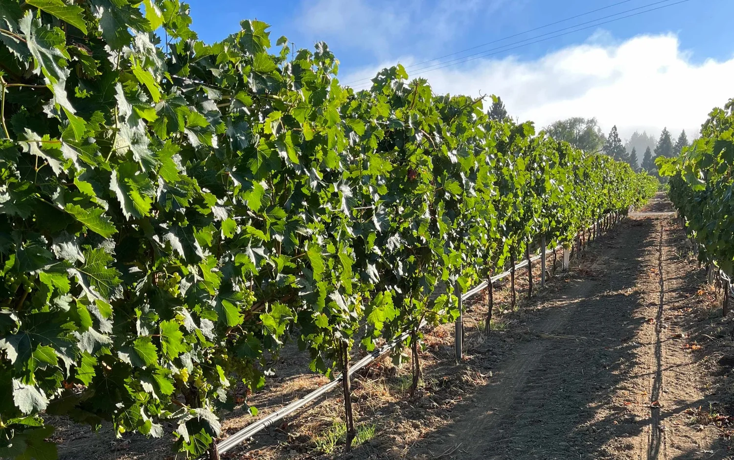 Birdhorse Wines — Vineyards