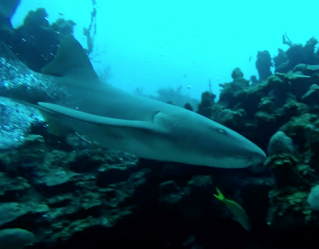 First day in the water with a few sharks