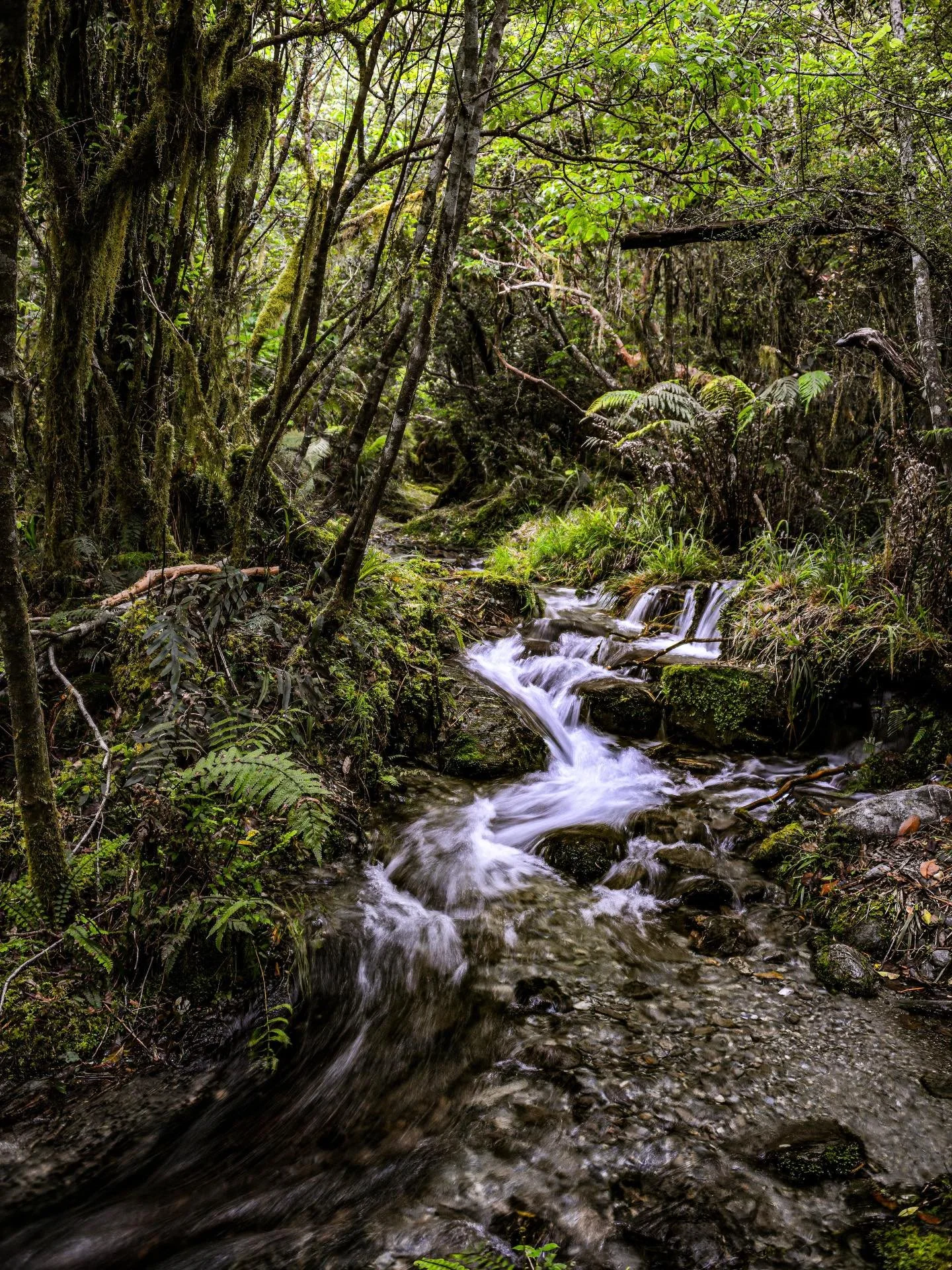Was I taking a picture of the trail or a pretty little cascade?  Yes, yes I was&hellip;  The tracks in New Zealand often loose the distinction between trail and creek!  #hike #hiking #hikingadventures #trampingnz #newzeland