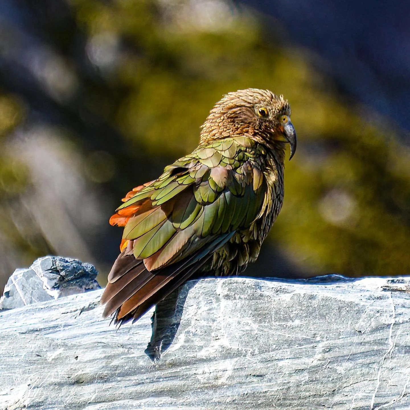 An inquisitive kea checking us out as we plotted our route across a large washout/landslide area.  We didn&rsquo;t experience any of the mischievous behavior kea are known for, but they certainly were curious and spent plenty of time investigating us