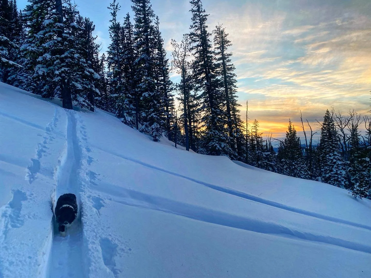 George enjoying an evening cruise up the skin track from the cabin last week.  Think he enjoyed his first trip to the cabin!  I also enjoyed finally getting some actually good skiing this year!  #skiing #backcountryskiing #earnyourturns #adventuredog